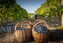 Douro Wine City valoriza a região demarcada